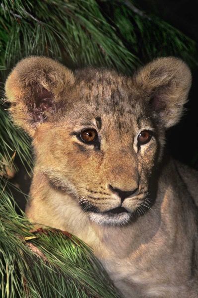 CA, Los Angeles Co, African lion cub